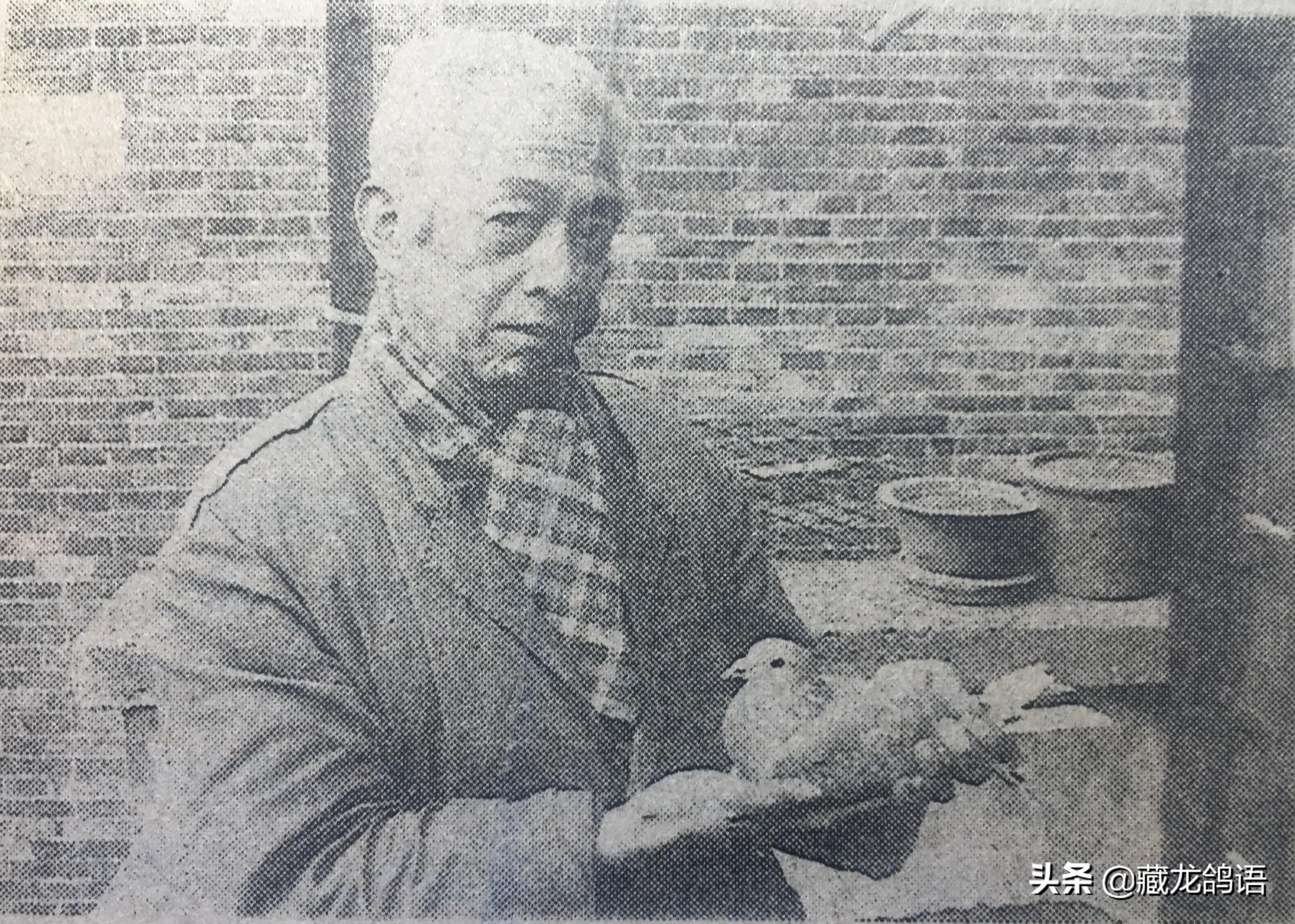 墨守一系五十年访西翁系饲养者陈飞鸿