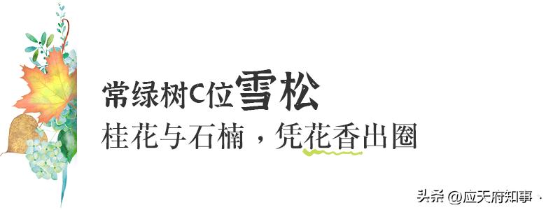 梧桐树寄托乡愁的诗句,关于南京的梧桐树文章