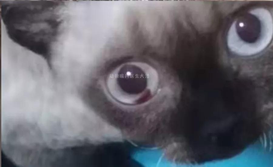 单只眼睛出血的治疗方法,猫眼睛结膜出血反复怎么办