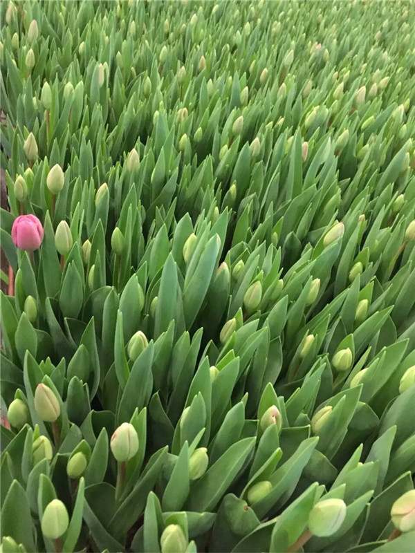 郁金香花语系列,郁金香花语哲理句