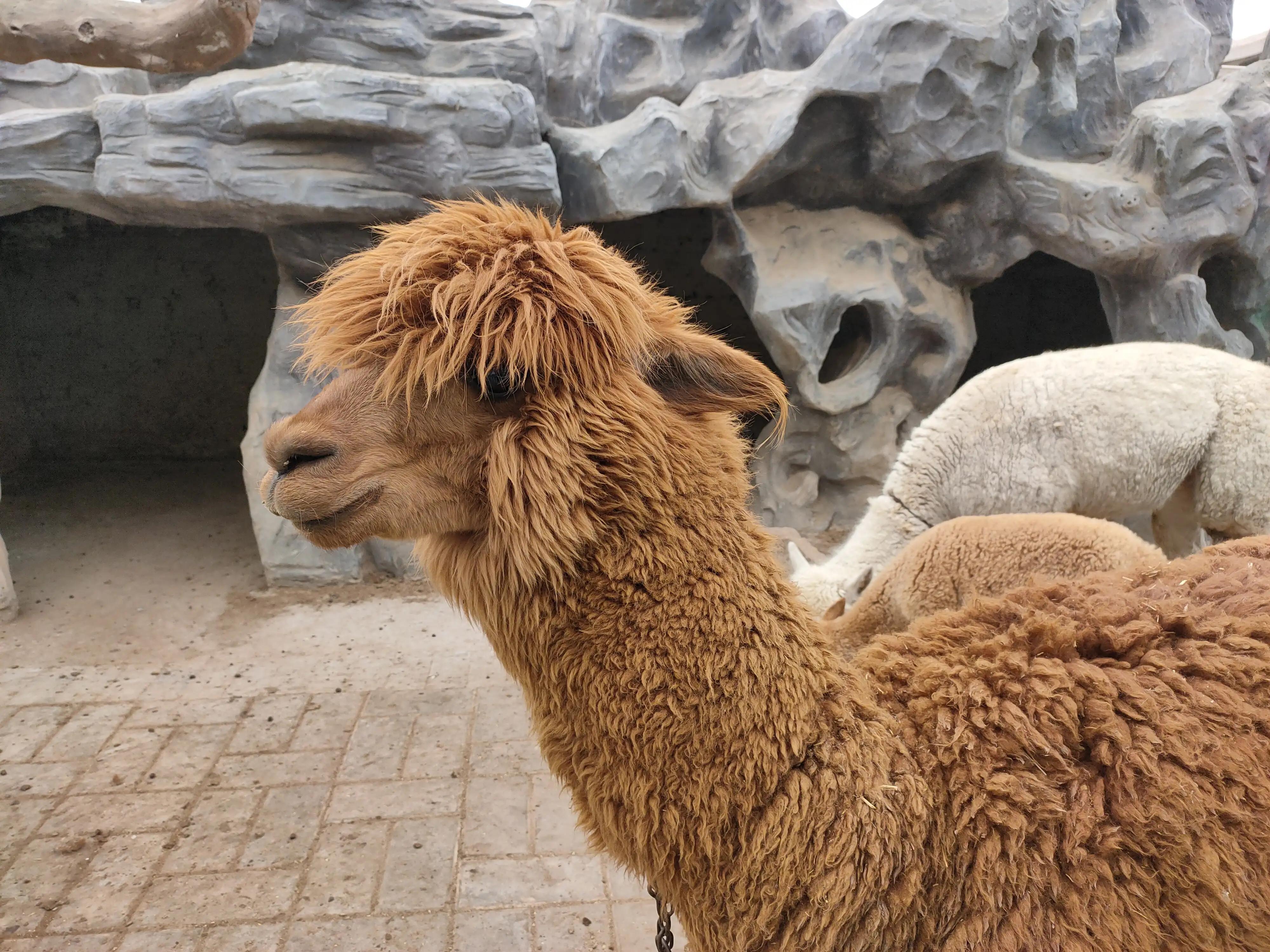 游动物园作文450字,游动物园有感作文