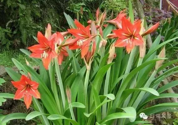 婆婆画画,婆婆画画教程