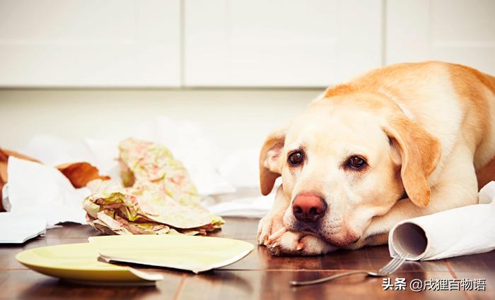 狗狗误食爆炸钩,危险狗狗