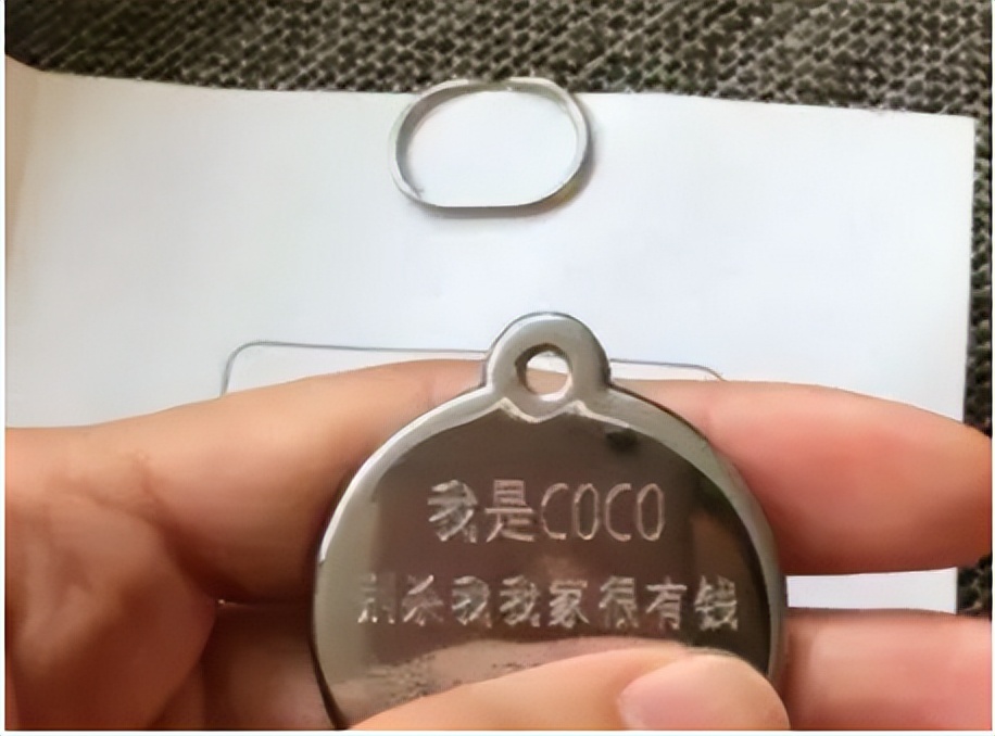 王思聪宠物狗一年花费上百万,王思聪的宠物狗