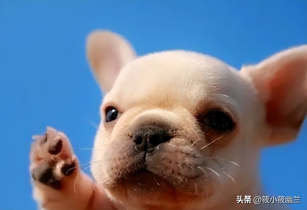 狗狗还小需要户外活动,狗狗还小怎么训练不咬人