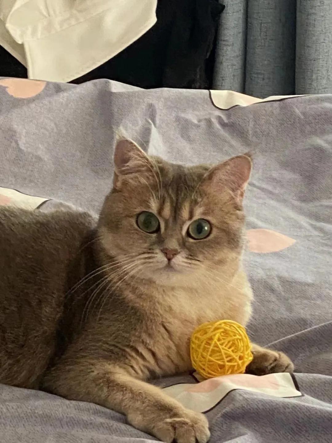 多花数千元为猫赎身，哪些人在买租赁猫？