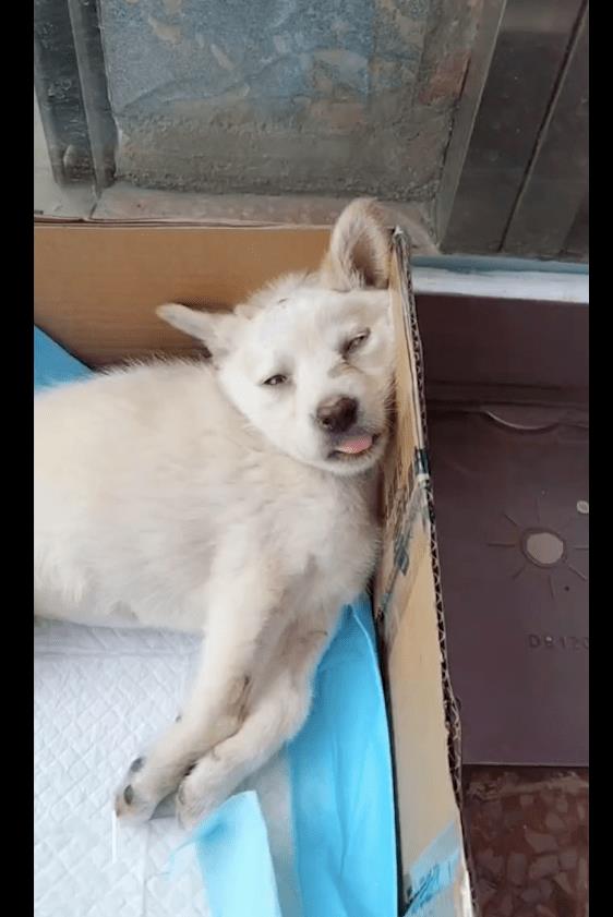 我在树下发现一只病狗，医生建议我放弃治疗，但它却活了下来