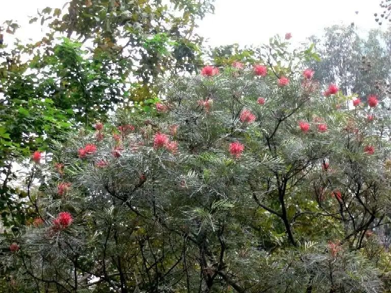开花植物大全100种,实用分享30款小型开花树种介绍