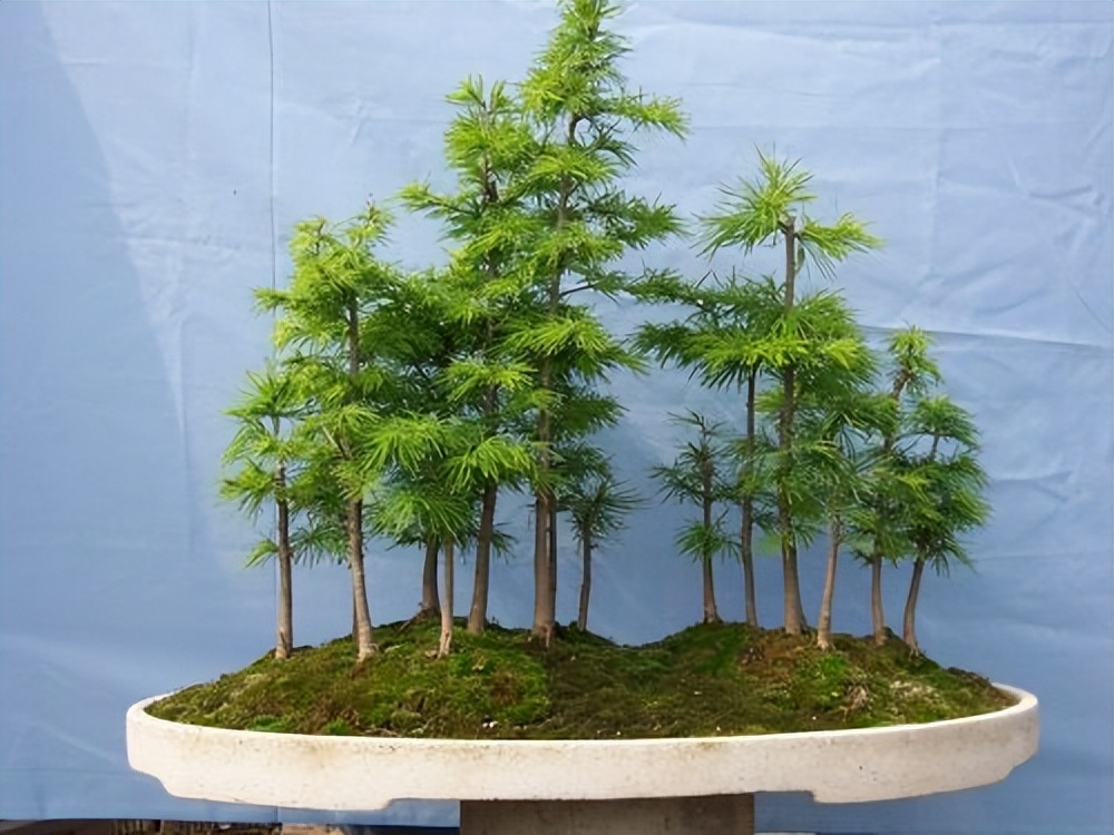 木本植物叶子枯萎发干脱落,盆栽植物掉叶子是什么原因