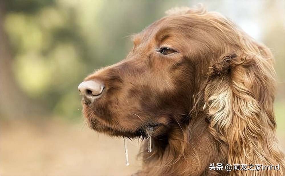 你知道这8种狗狗生病的症状吗,狗狗比较容易得的几种疾病