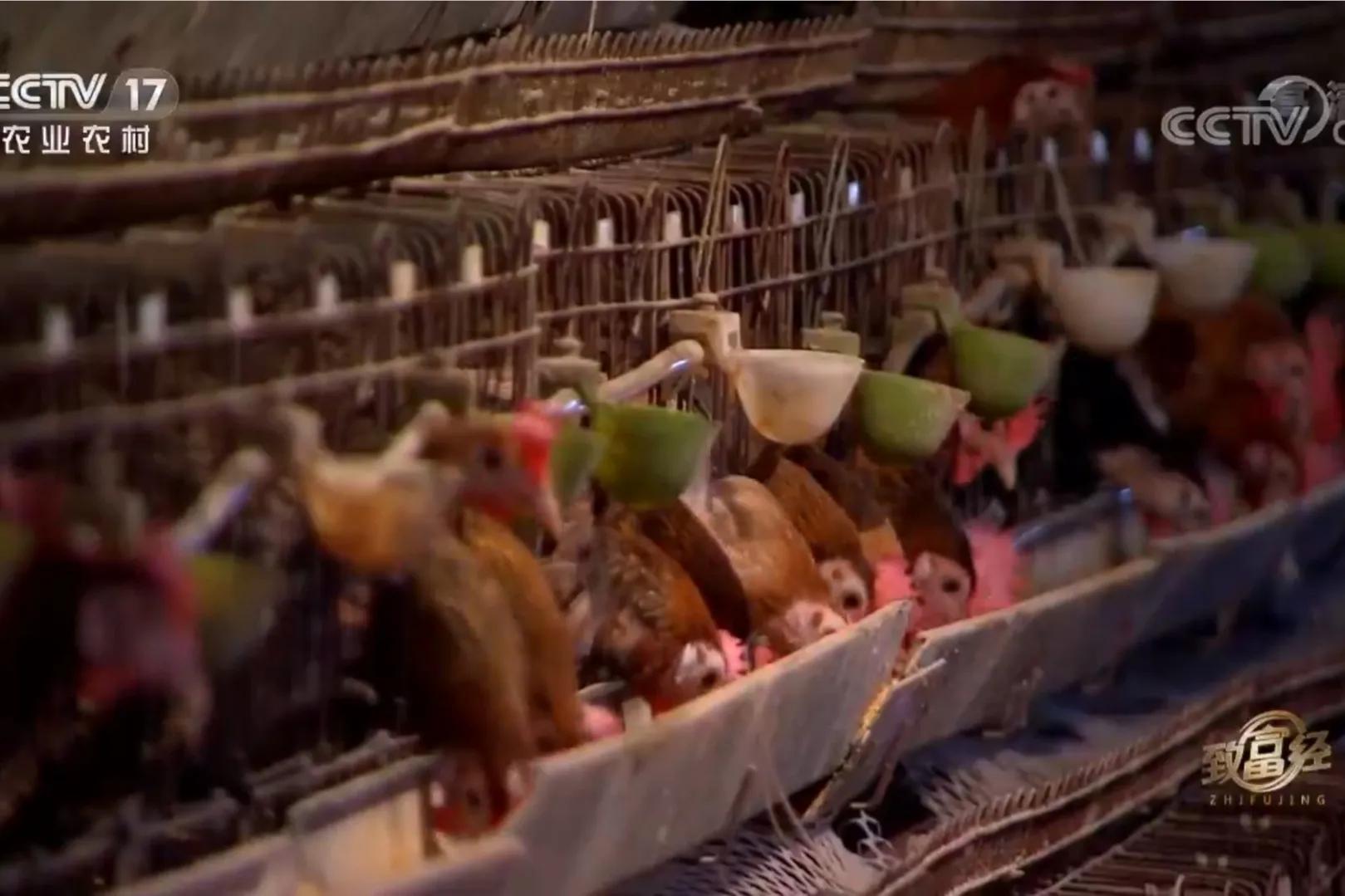 一小伙承包荒山搞养殖年挣百万,河北小伙种100亩地一年赚多少钱