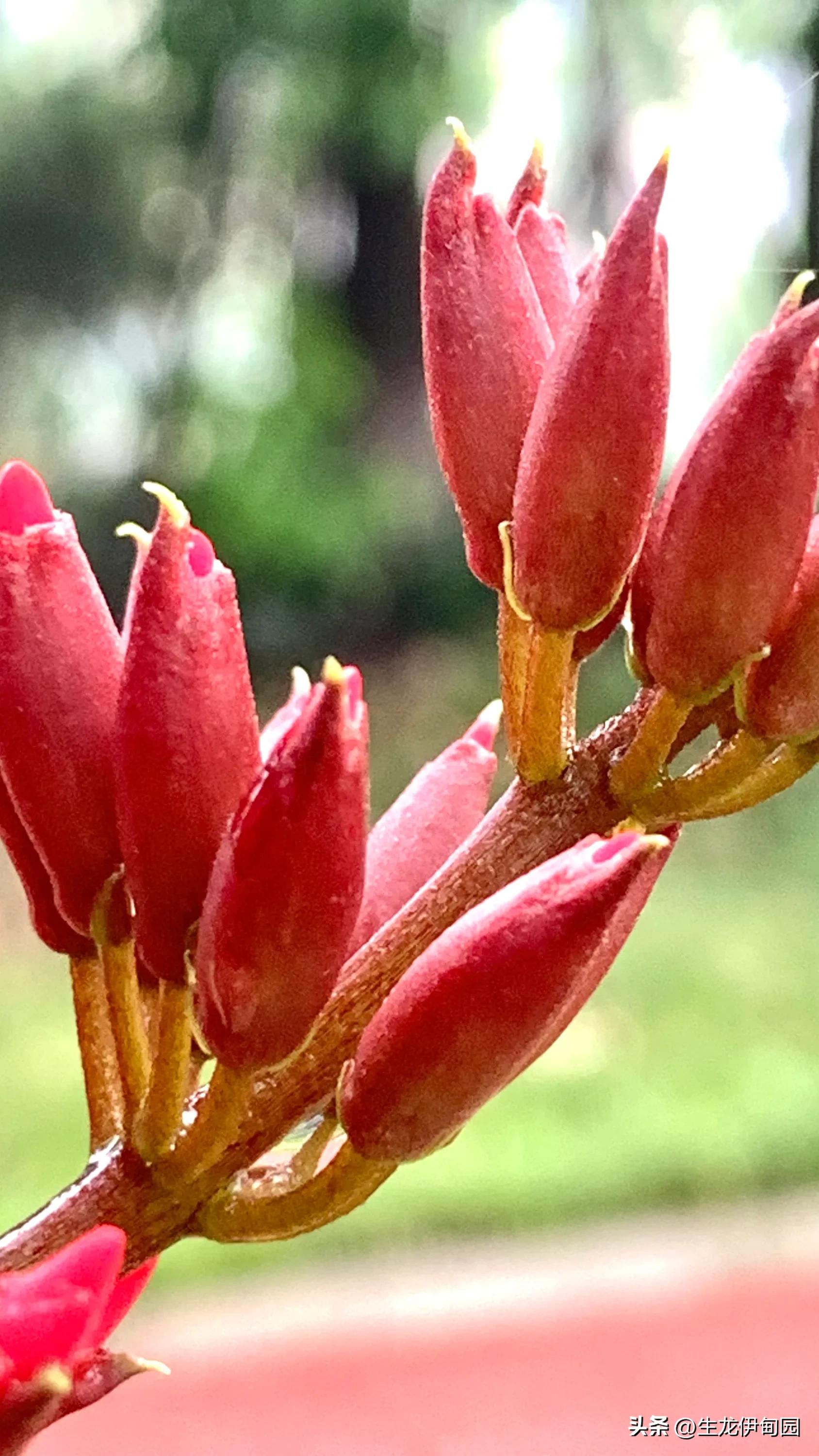 龙牙花作品,龙牙花