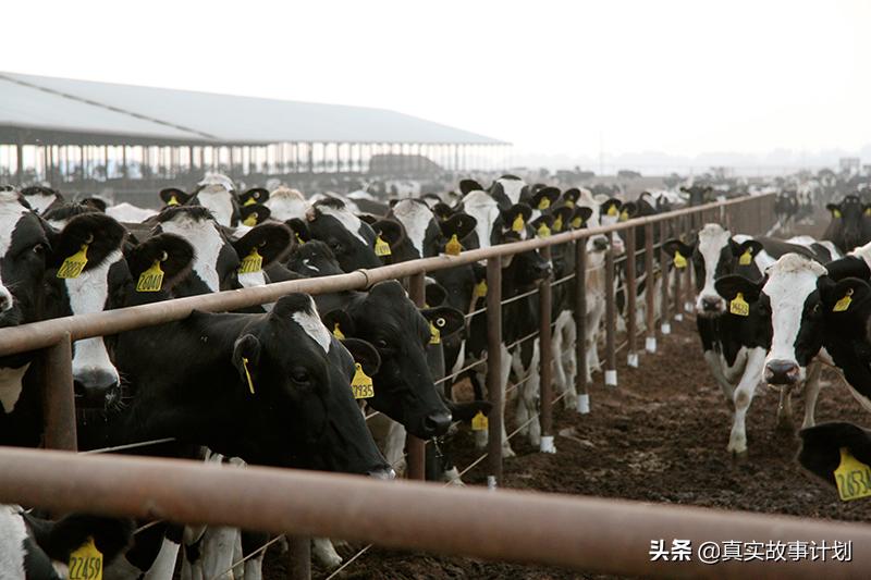 优衣库全球化发展进程,优衣库在中国的困境