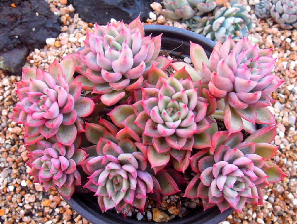 十二卷多肉的品种图鉴,100种多肉植物图片大全