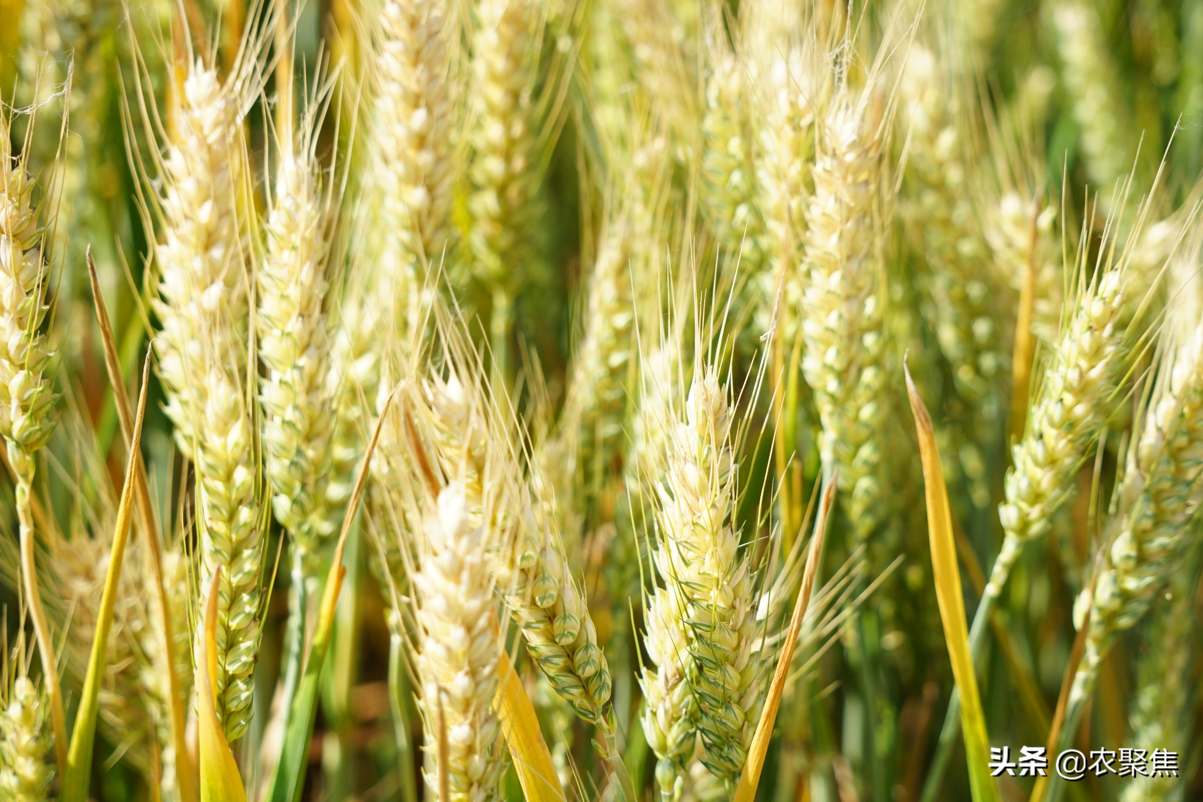 「焦点」减肥还增产，增值肥中国发明中国制造