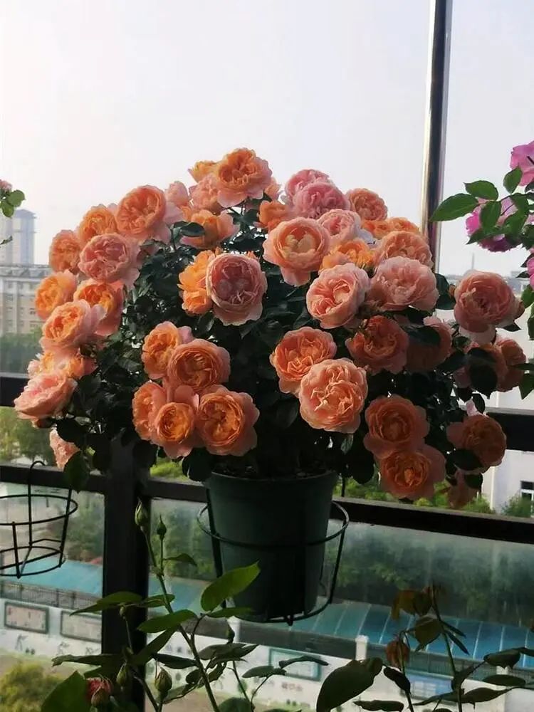 门口种月季花有什么讲究吗,月季花买哪种最好