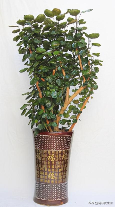 客厅养什么大型绿植最好看又好养,家里养什么绿植最好养又招财客厅