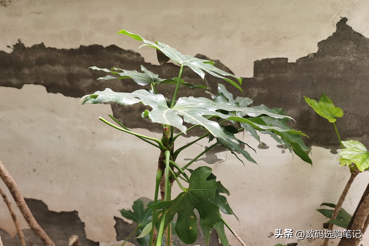 荣耀v30pro和苹果6sp哪个拍照好,华为nova5ipro跟荣耀v30pro哪个好