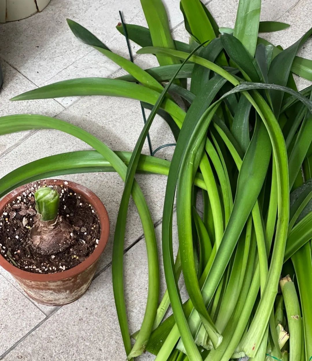 朱顶红在北方暖气屋里剪叶子吗,朱顶红剪叶子距根部多长剪合适