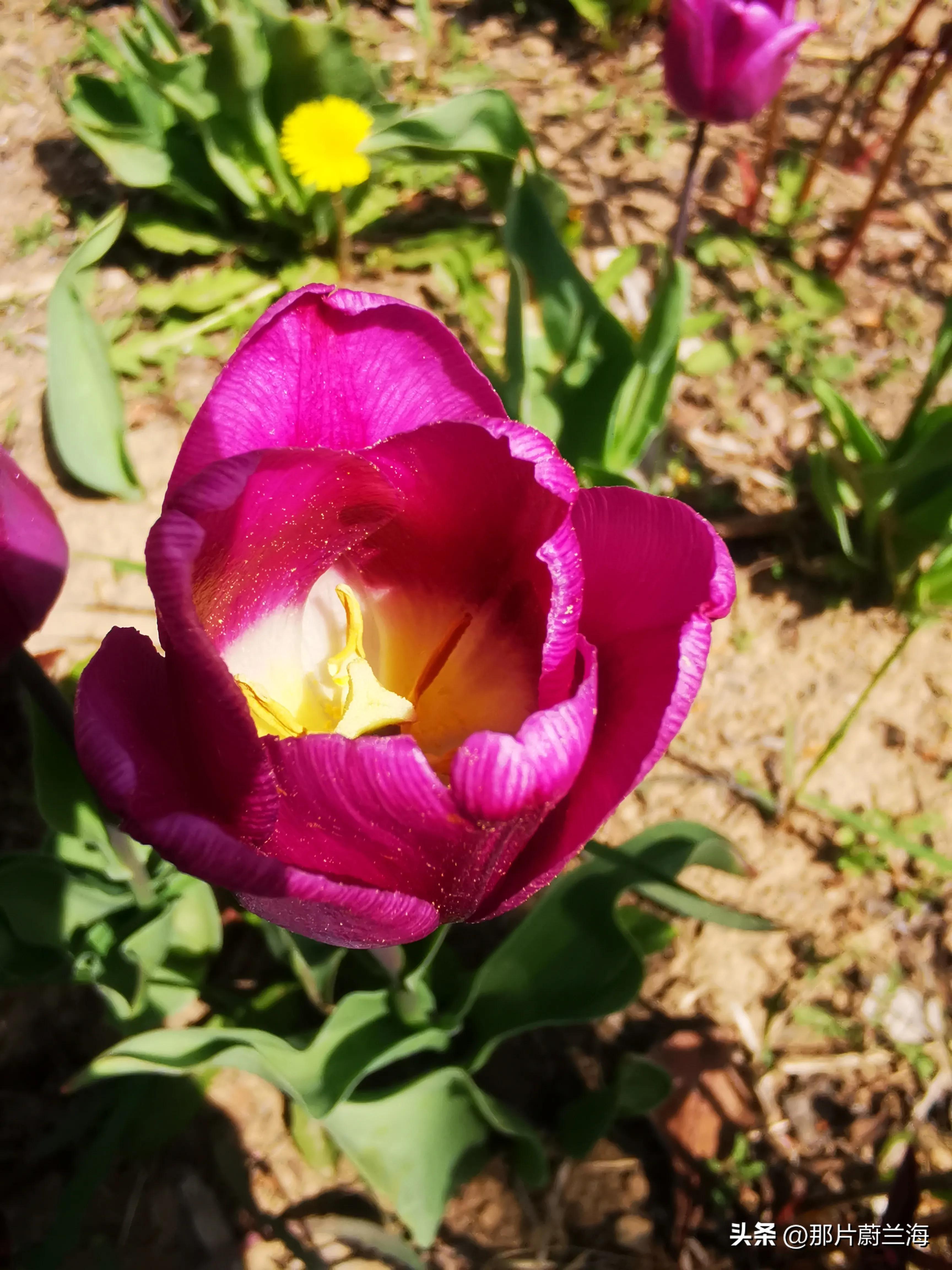 郁金香的花语最浪漫的,郁金香浪漫花语
