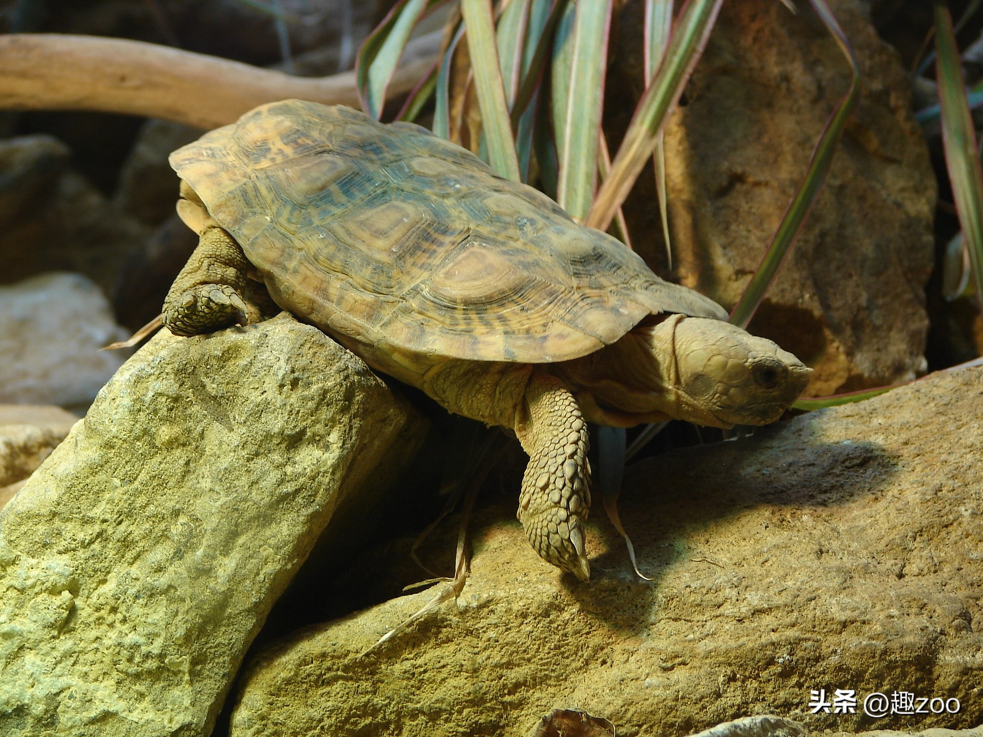 最好养的陆龟排名,十大最好养的陆龟