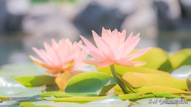 一年四季开花抗晒的花,四季开花耐寒耐晒的花推荐