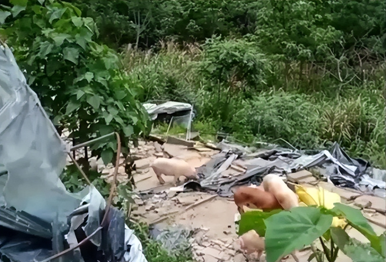 养猪场被强拆事件后续,强拆猪圈卢某后续