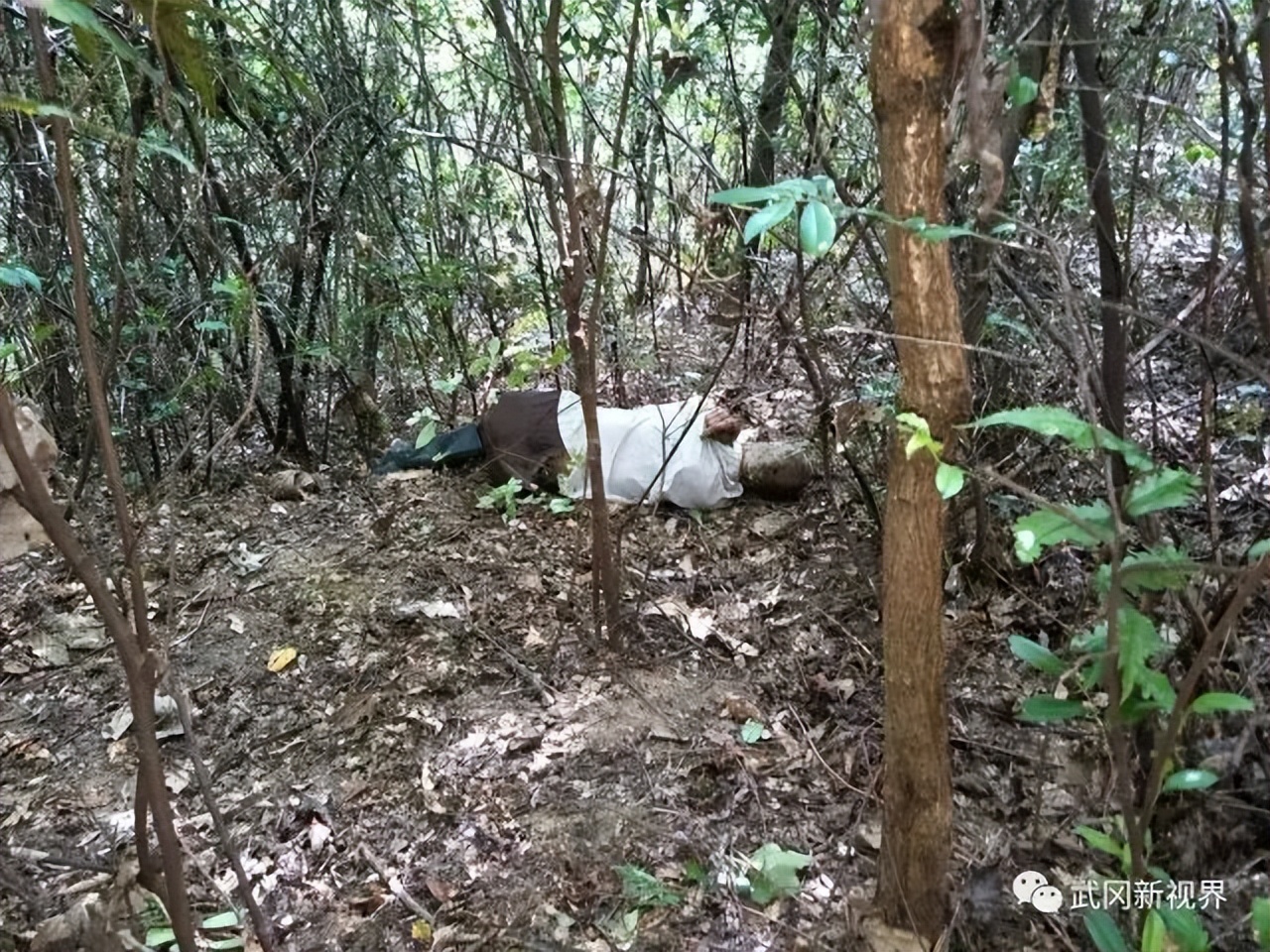 广西马蜂蜇伤事件,扫墓被马蜂蜇死