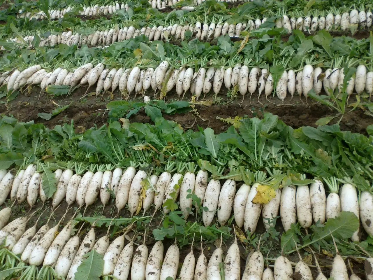 白萝卜去皮后可以放冰箱保存吗,白萝卜怎么保存的时间长又好吃