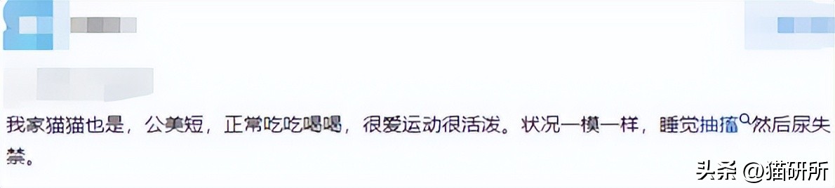 猫咪睡着了总尿床是怎么回事,猫咪总是尿床怎么办已绝育