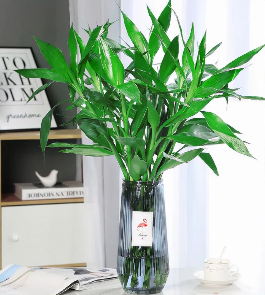 富贵竹黄叶是缺什么,富贵竹都黄叶了的视频