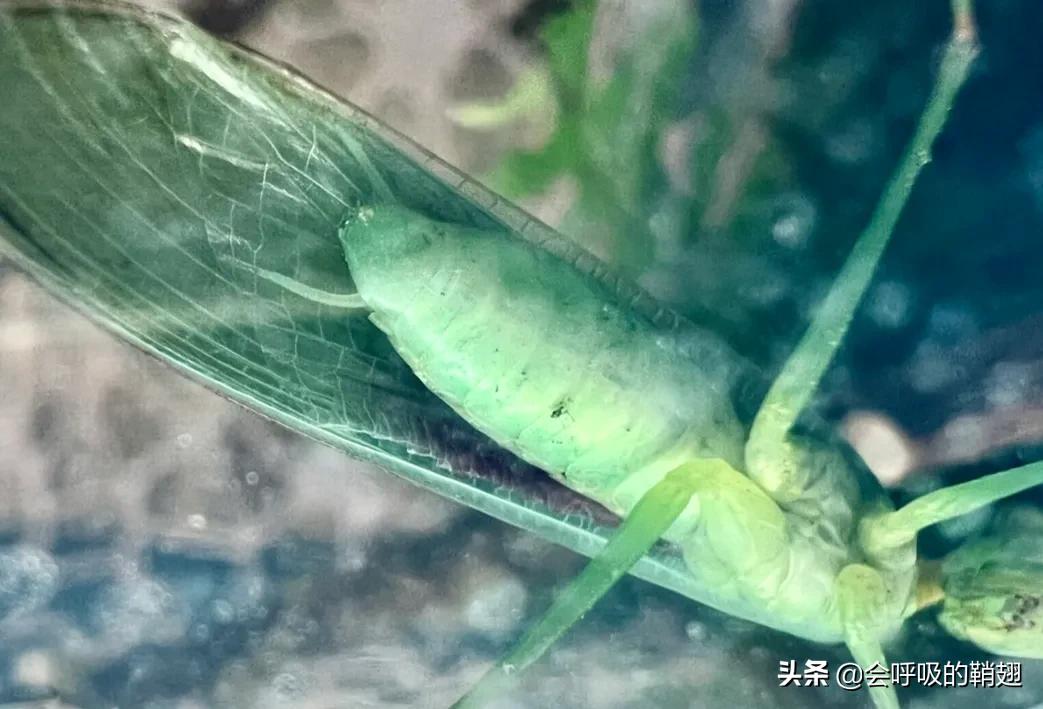 螳螂养殖报告,螳螂饲养观察记录表