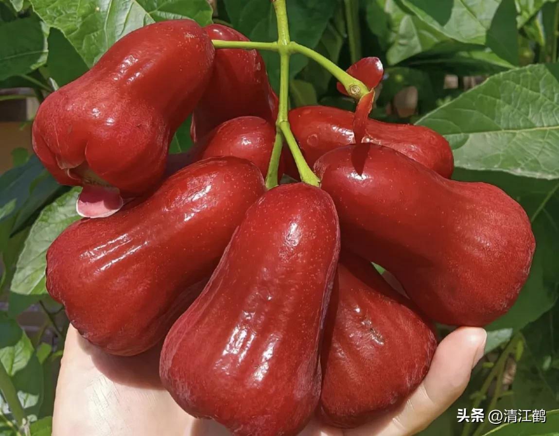 各种保鲜剂防腐剂的用法,赤霉素保鲜