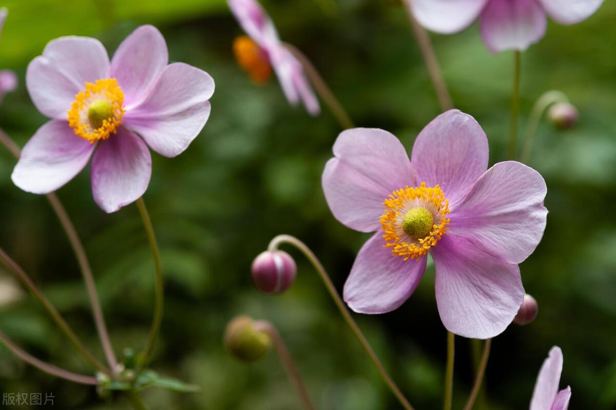 美人花种植方法,适合秋天播种的时令花