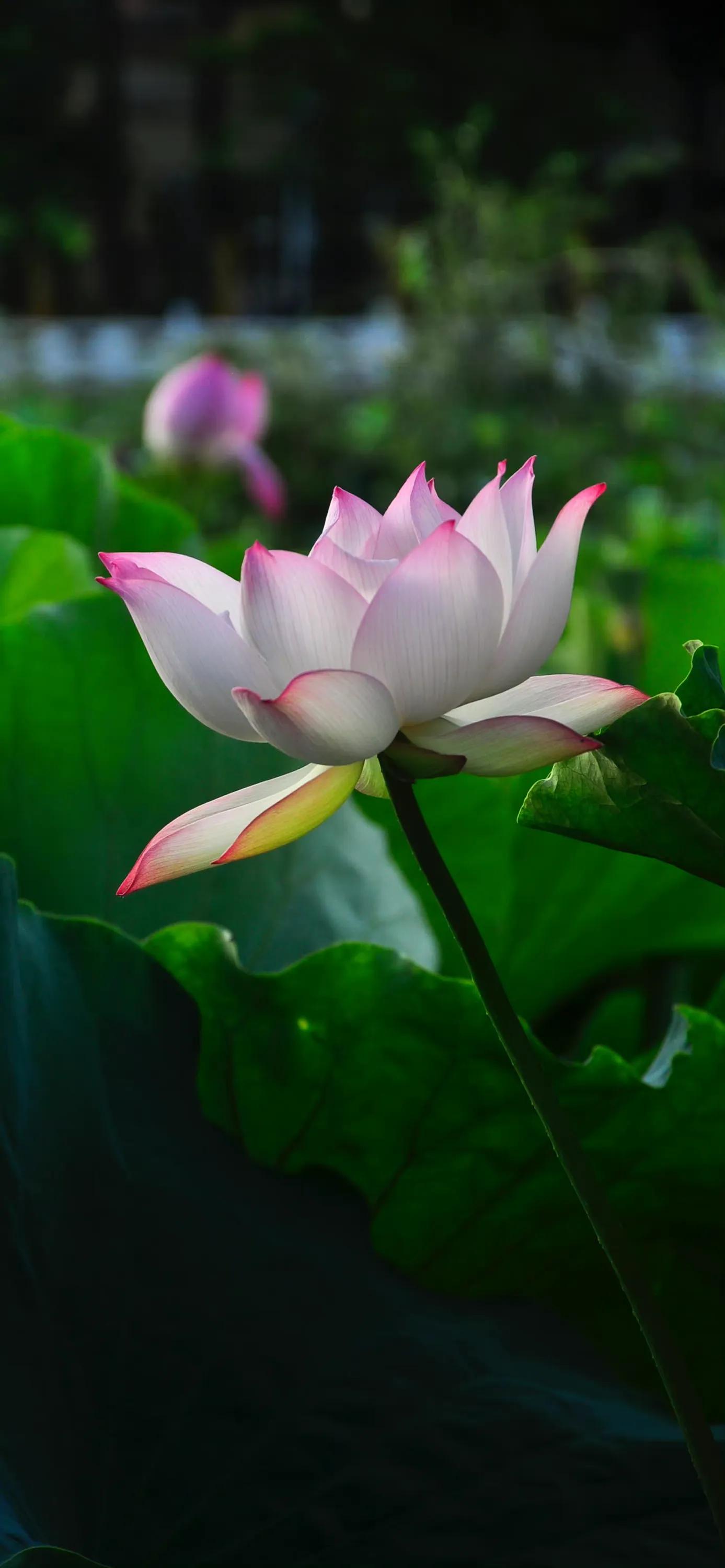 全屏荷花手机壁纸,唯美荷花手机壁纸