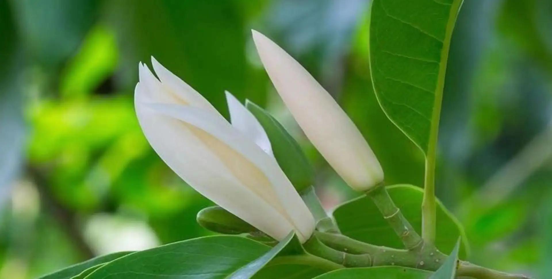 白兰花花期后的养护,白兰花5月份花开过后怎么养护