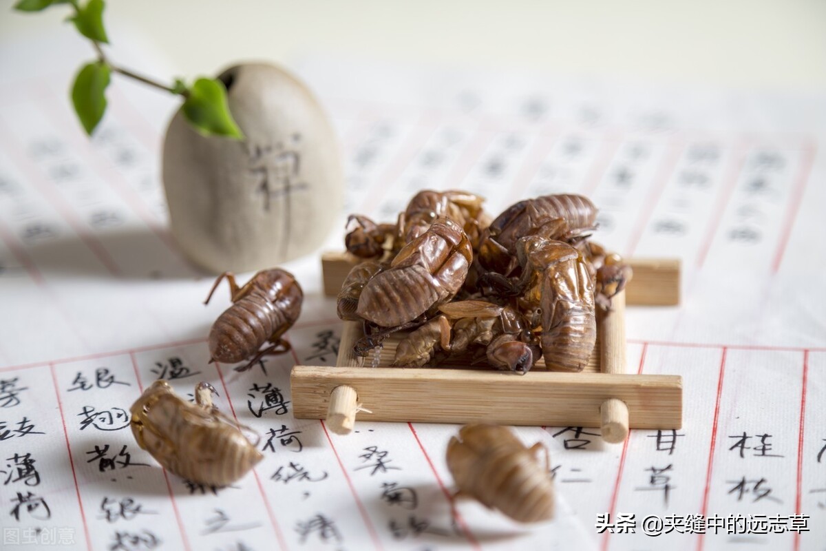 散结能手一味药泡水喝散各种结节,一个方子缓解结节息肉