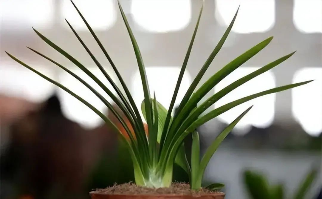 君子兰的叶片长得越来越短,君子兰叶子越来越窄怎么处理