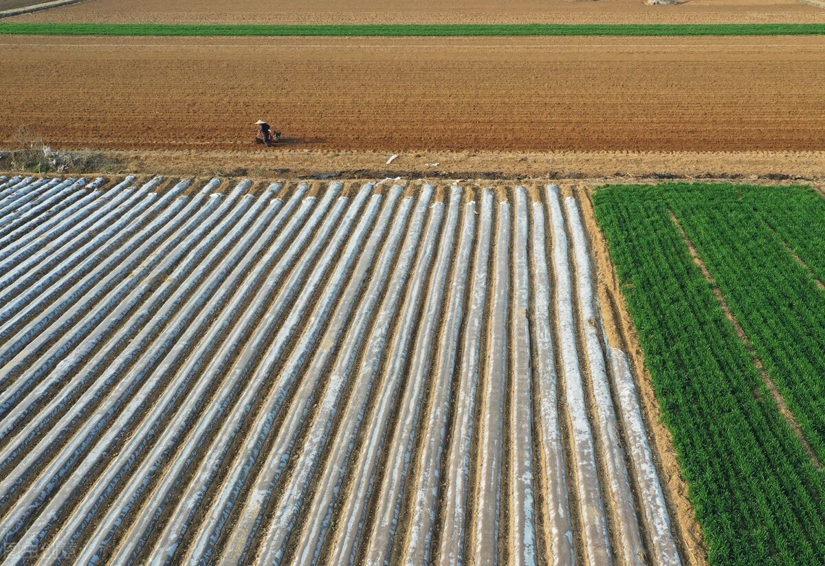 生姜种植的时间和种植技巧方法,生姜种植方法及管理技术