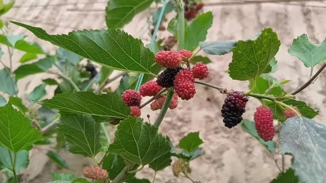 桑葚树野外采摘,新鲜采摘桑葚多少钱一斤