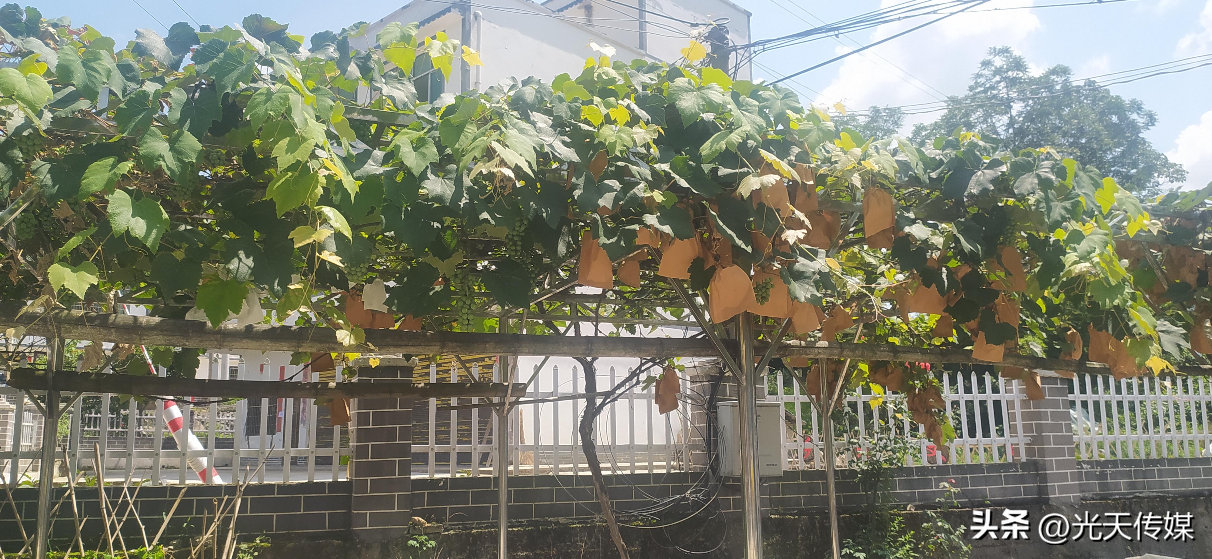 贵州凯里庭院,凯里农业产业发展前景