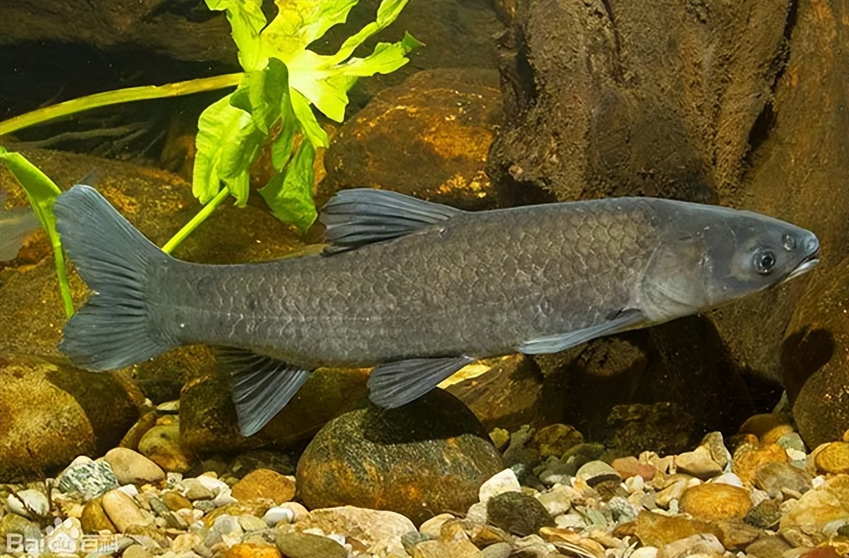 四大家鱼之首青鱼,青鱼是鬼鱼还是索命鱼