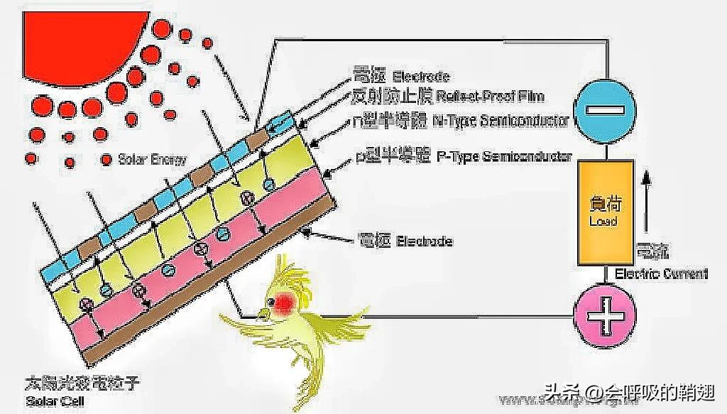 蛾类图谱,蛾类昆虫图谱