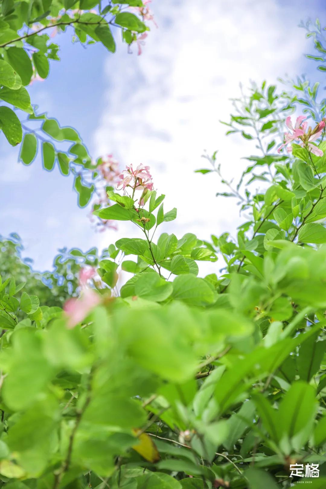 深圳百米长「纯白登山梯」，打卡绝了