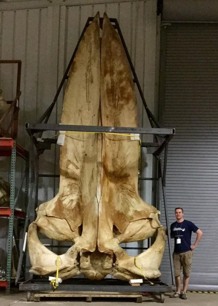 50个稀世珍宝,50个罕见的巨物让人惊叹