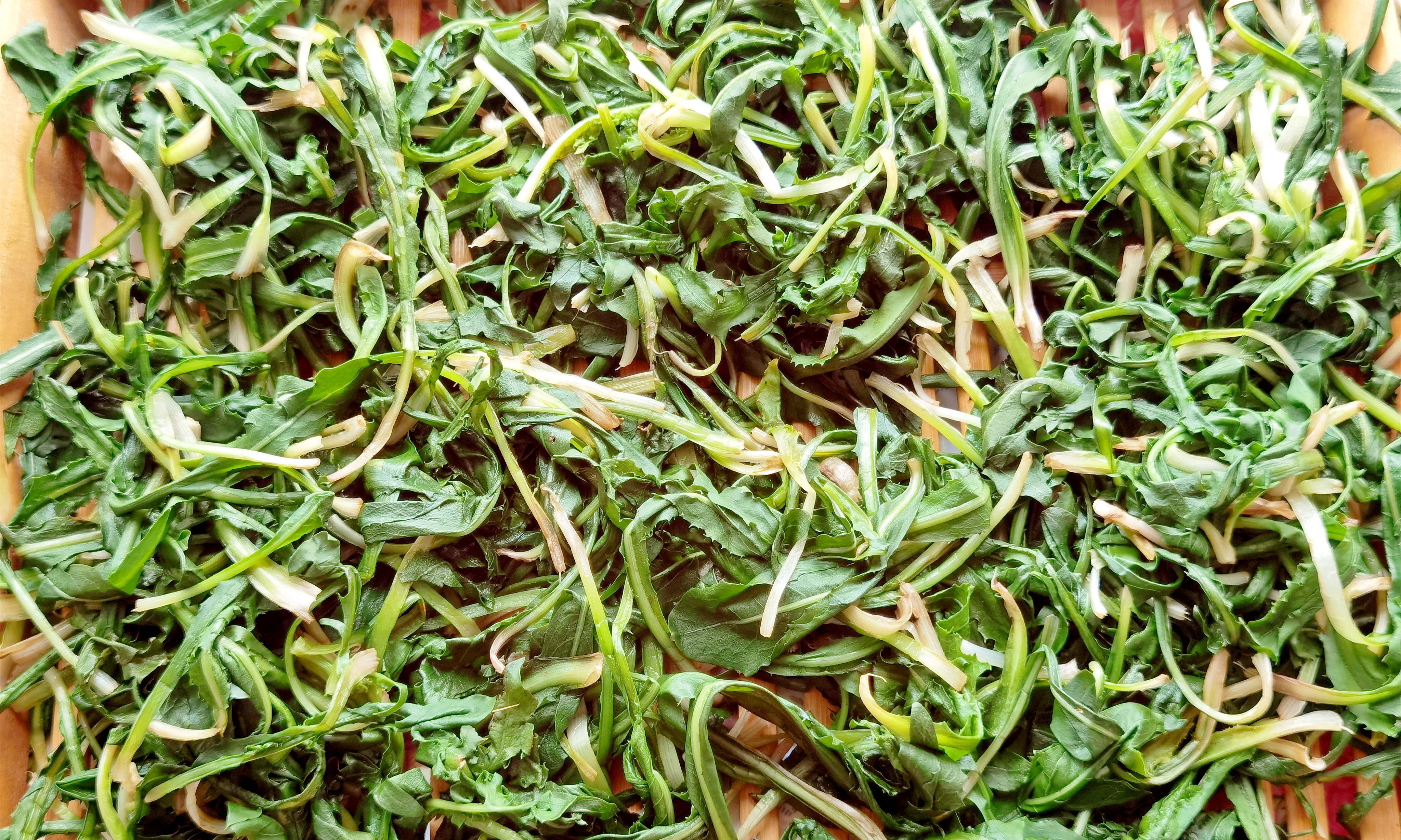 农村野生蒲公英晒干泡茶要炒吗,野生的蒲公英拿来做什么