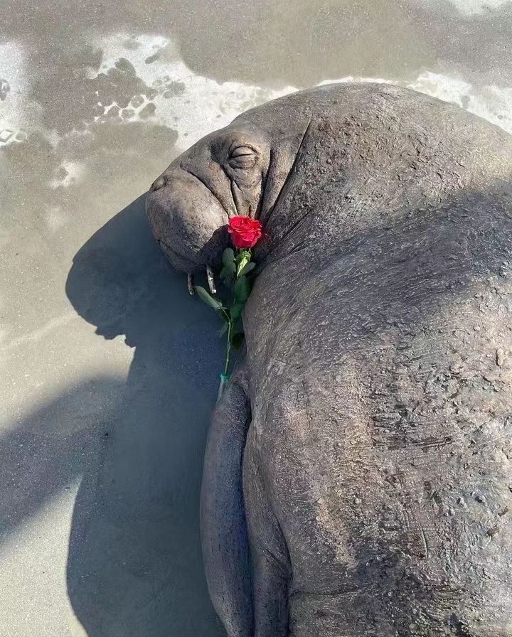 1200斤“女神”半夜被枪杀，尸体拆成标本！只因它亲密接触粉丝？