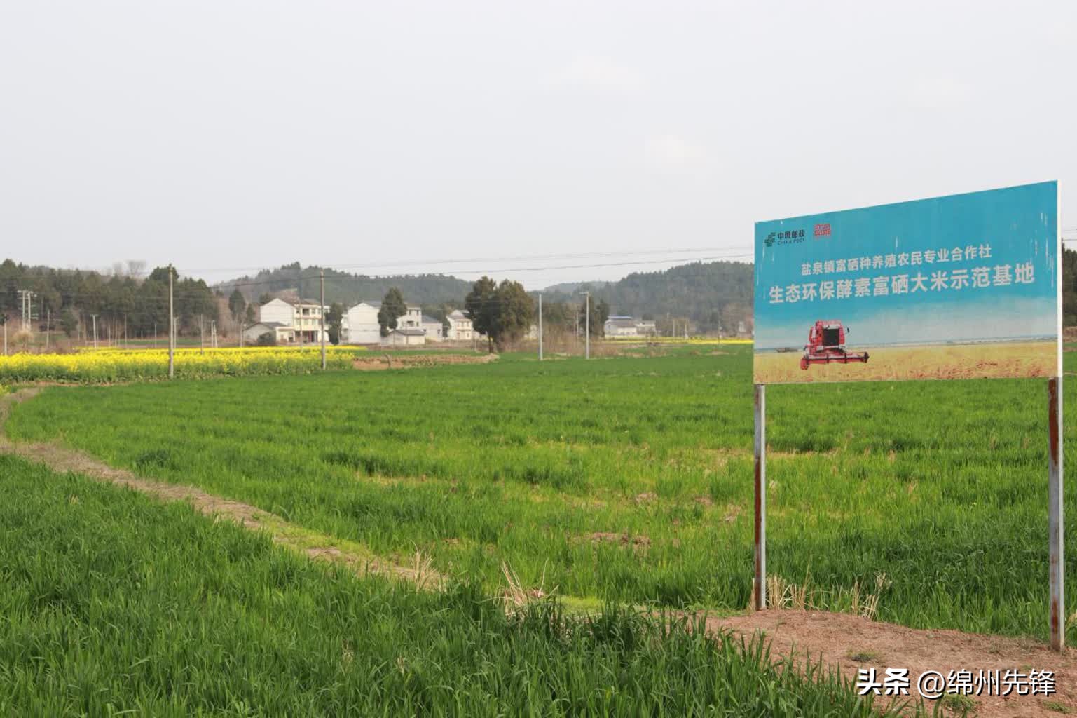 绵阳特色乡村振兴之路,绵阳乡村振兴示范区