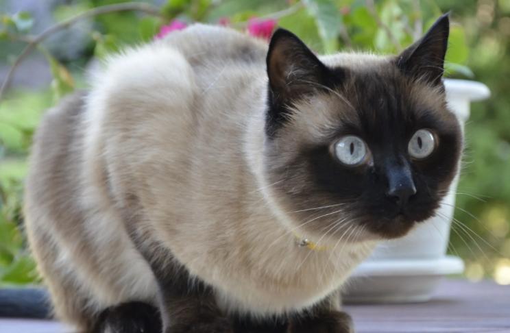 不常见的猫的价格和种类,不常见的猫是什么样子