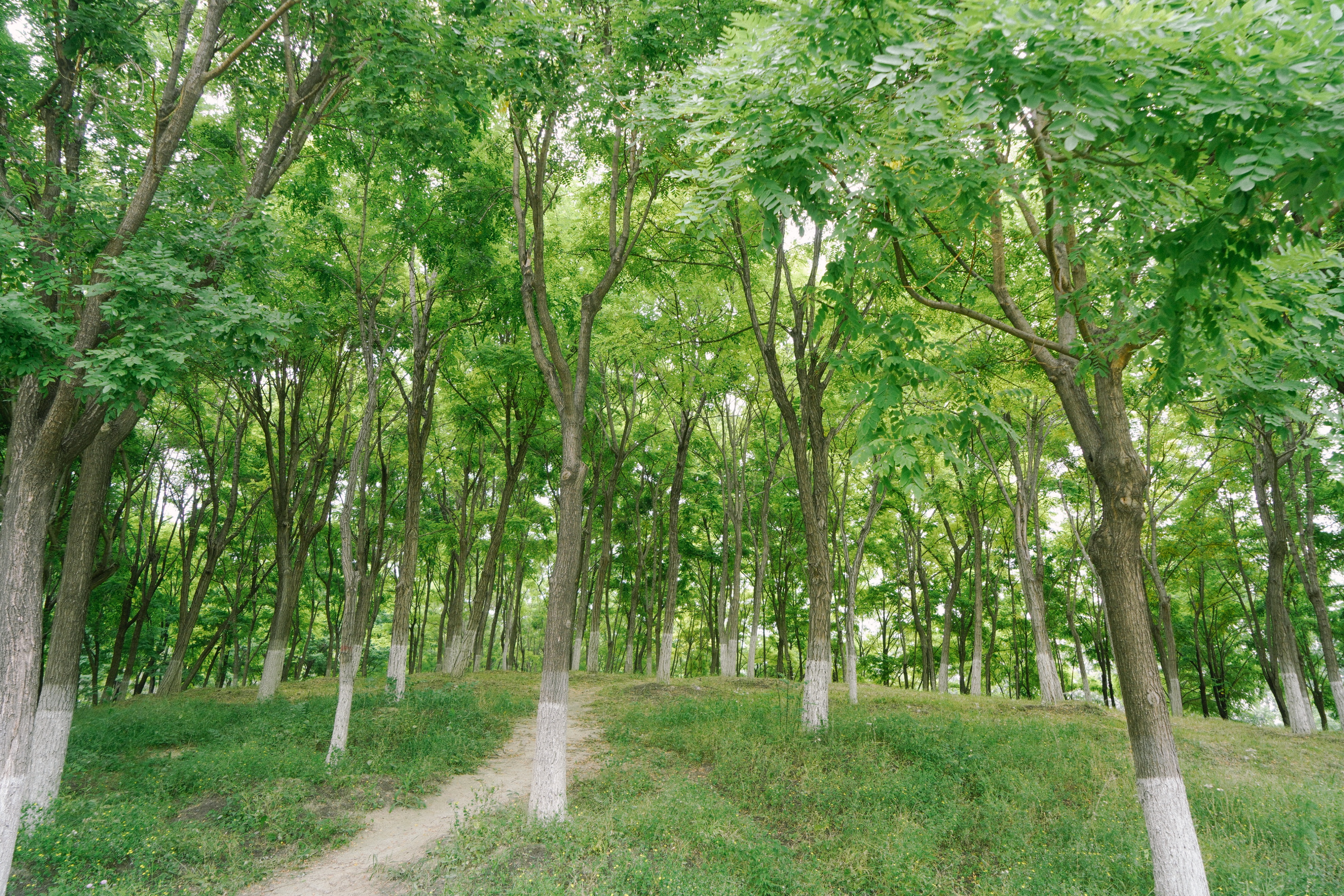 南海公园奈良小麋鹿,奈良小鹿公园麋鹿